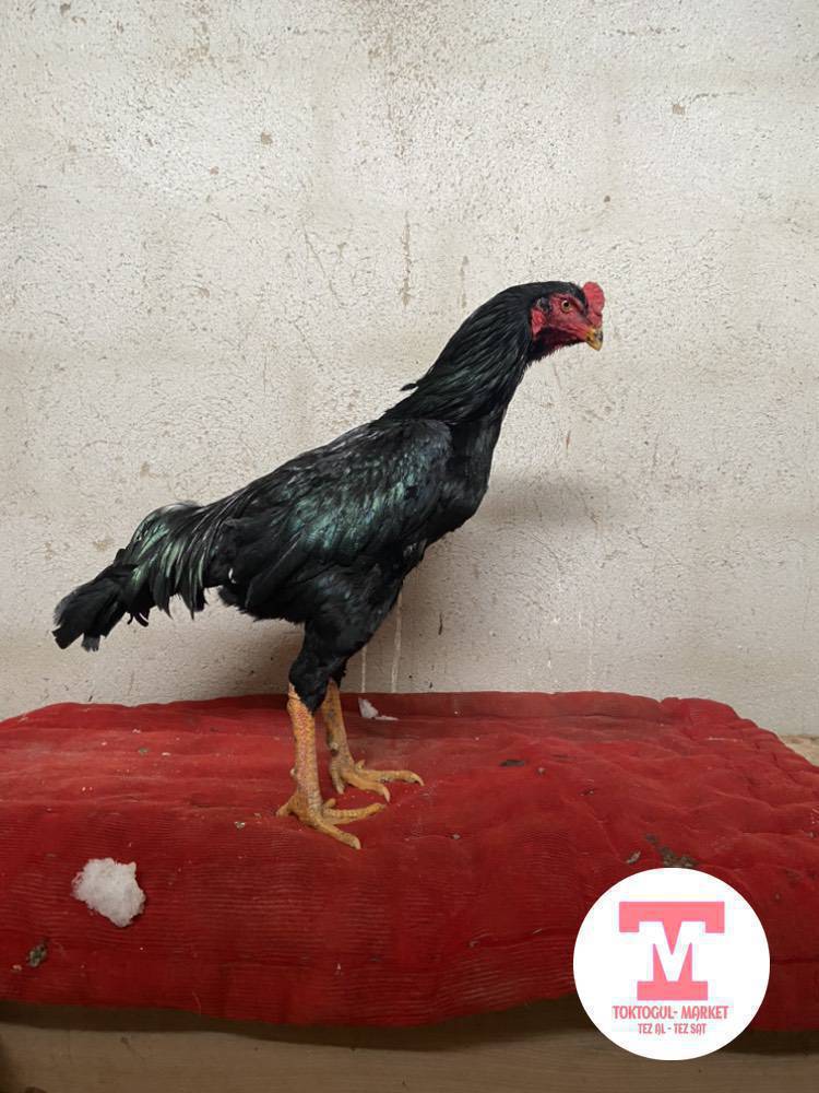 Ассаламу алейкум жамат ушул корос сатылат зааты шамо