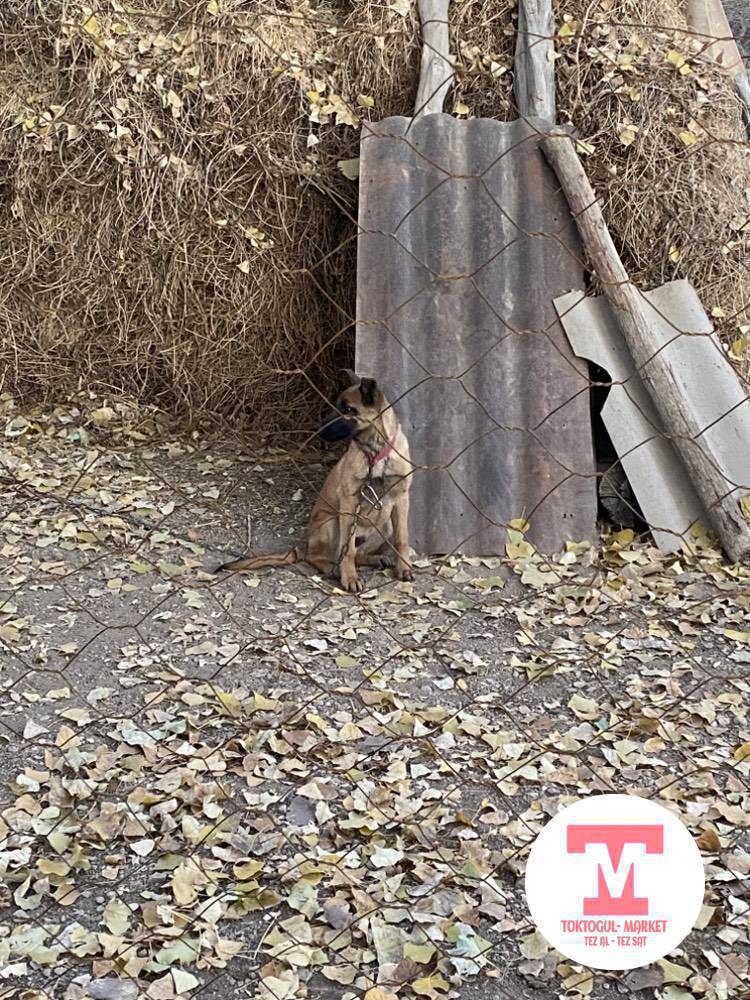белгинская авчерка сатылат же обмен бар