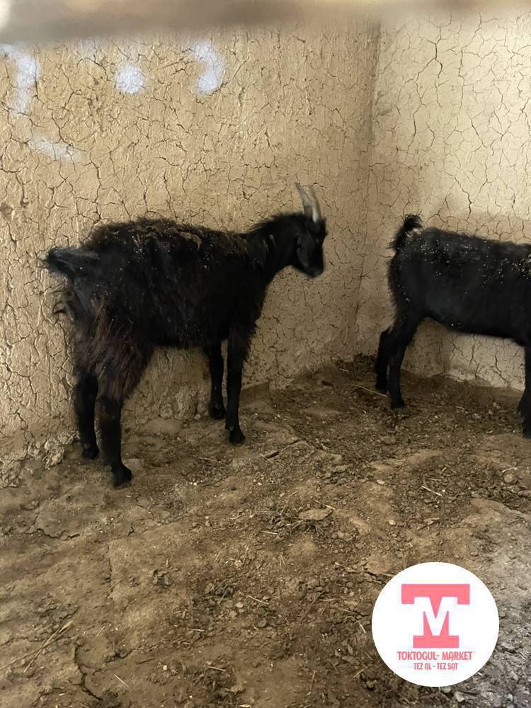 Семиз чон улактар сатылат ургаачы, бычмал Токтогул центрде 0709969191