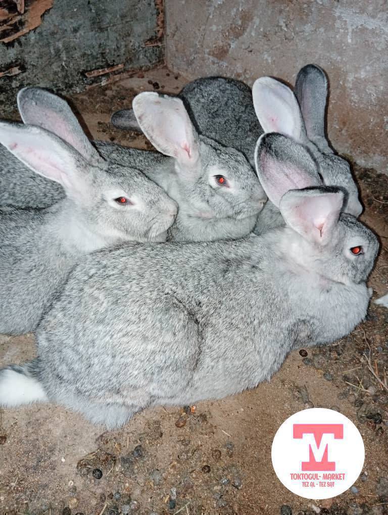 Коёндор сатылат