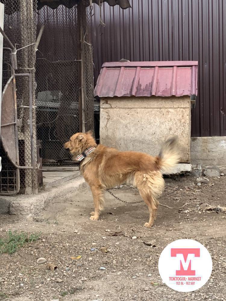 кучуктор бекер берилет коро кайтарат