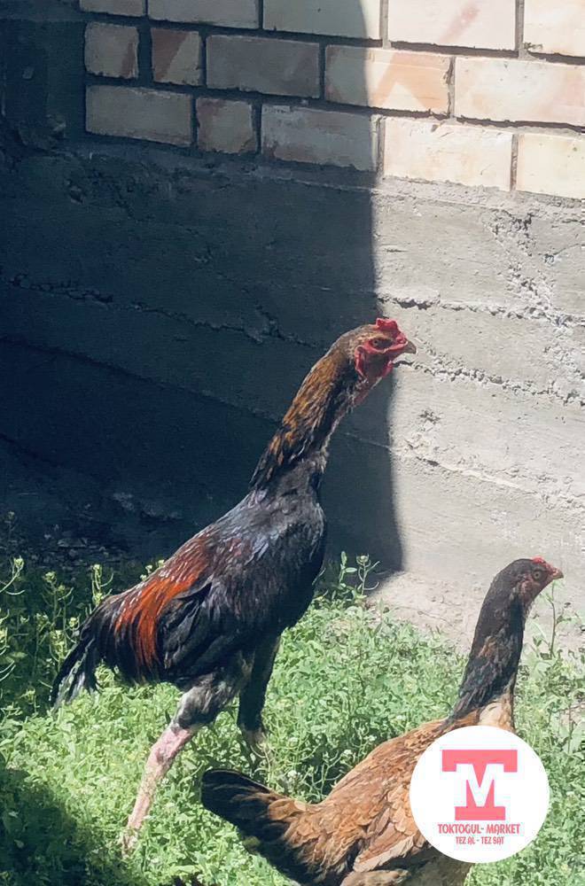 Ушул дакен короз сатылат