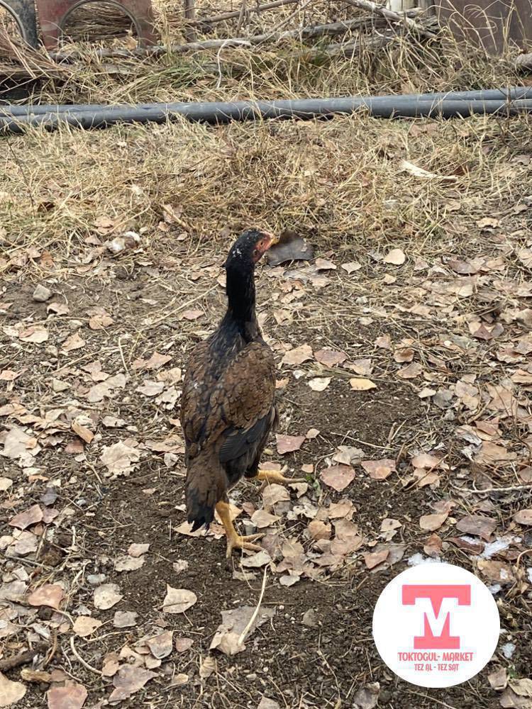 Дакен мекиш менен дакен жожо короз сктылат мекиш2000мин жожо короз3000мин