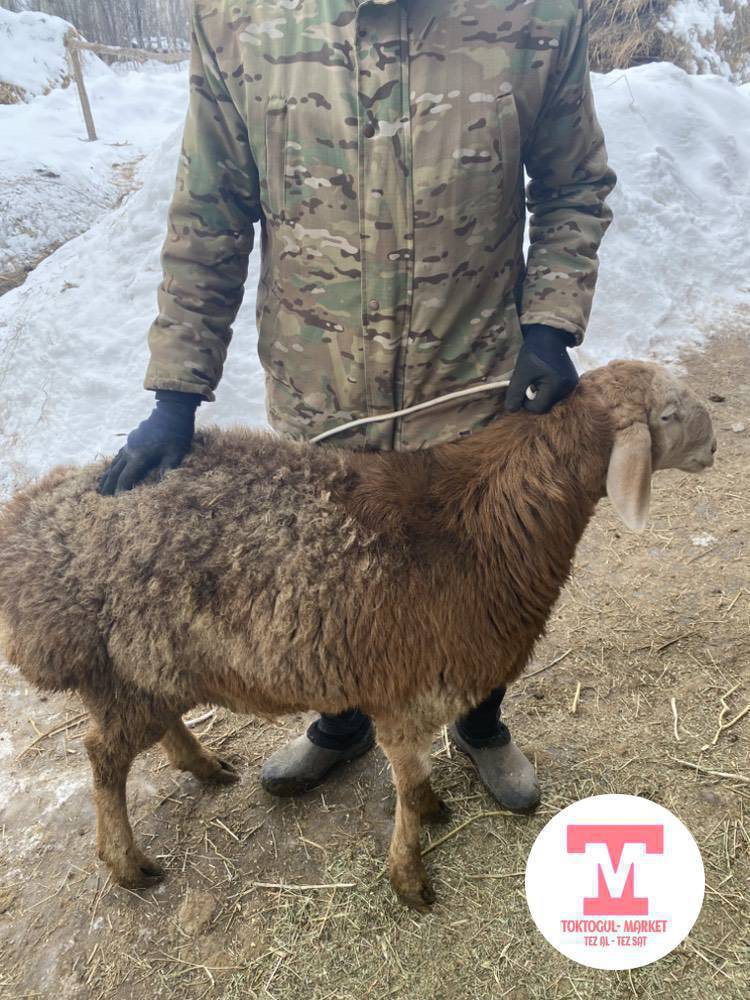 Арашан кочкор сатылат 120 мин линиясы бар