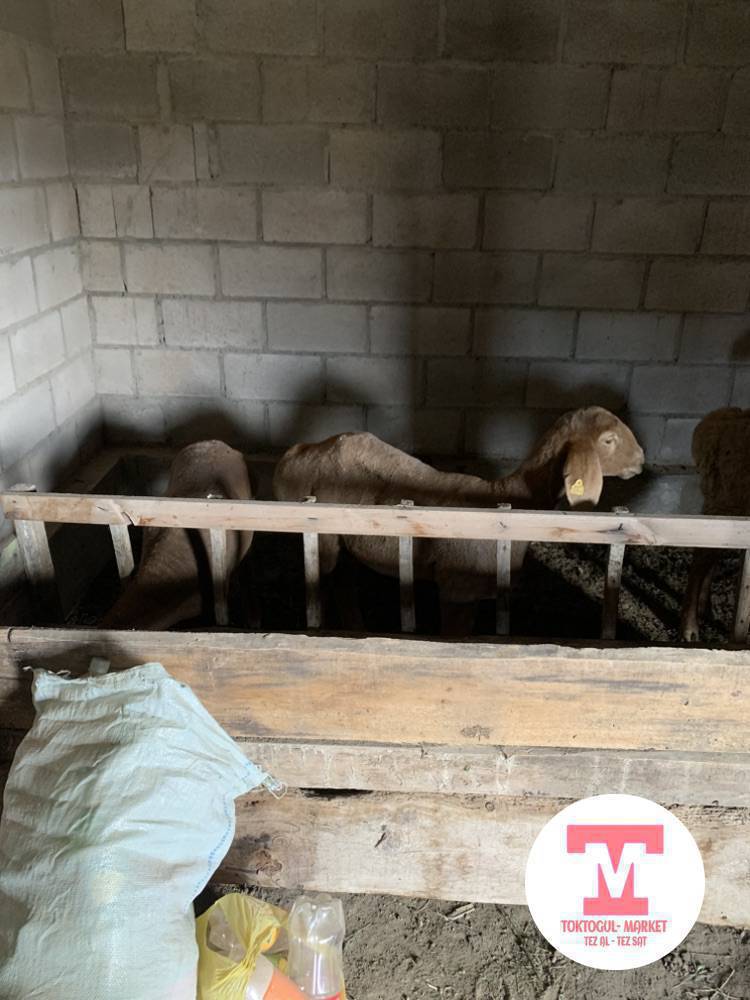 Сойушка козулар сатылат
