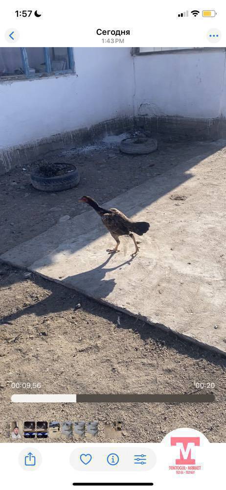 мекиш сатылат семейка кутом дегендер алсанар болот бассы 2500 тушууп берем жакса чалгыла