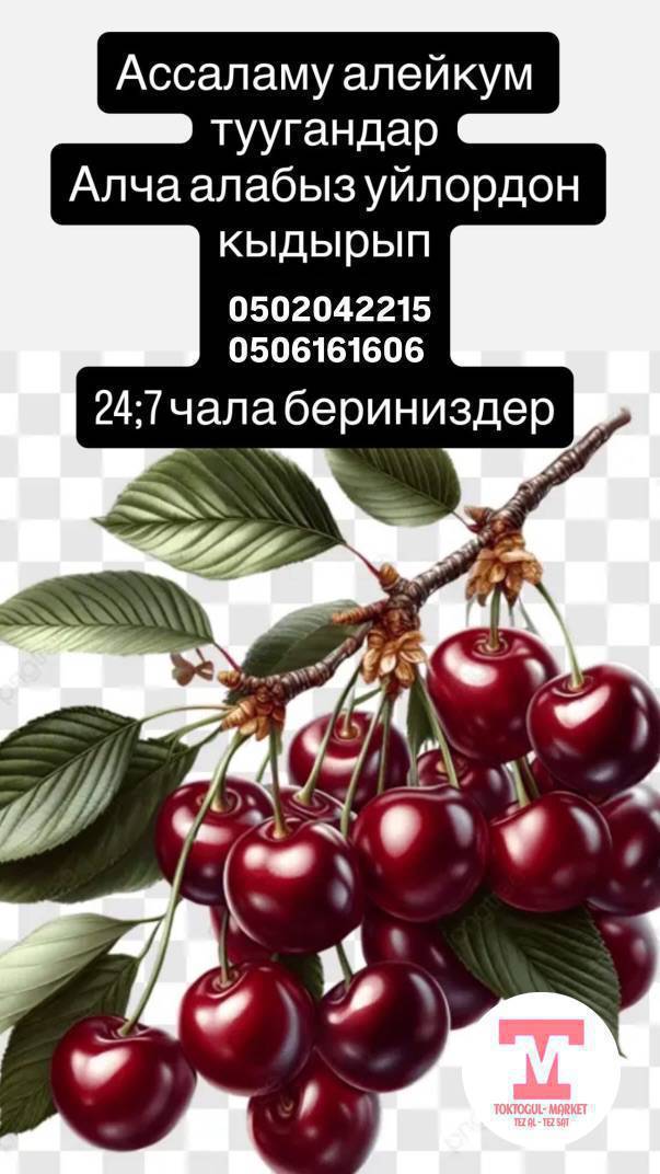 Алча алабыз