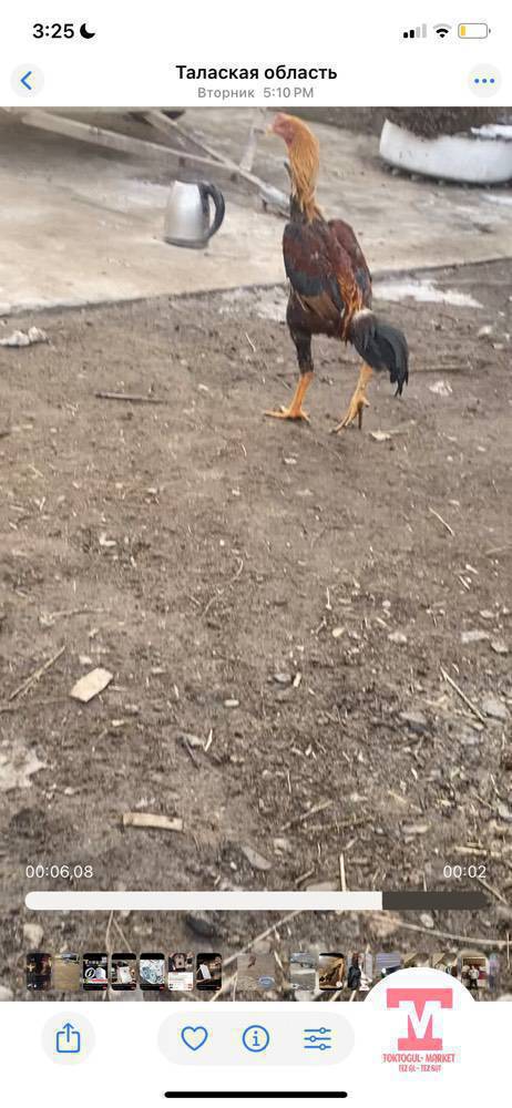 Короз сатылат баасы 4000