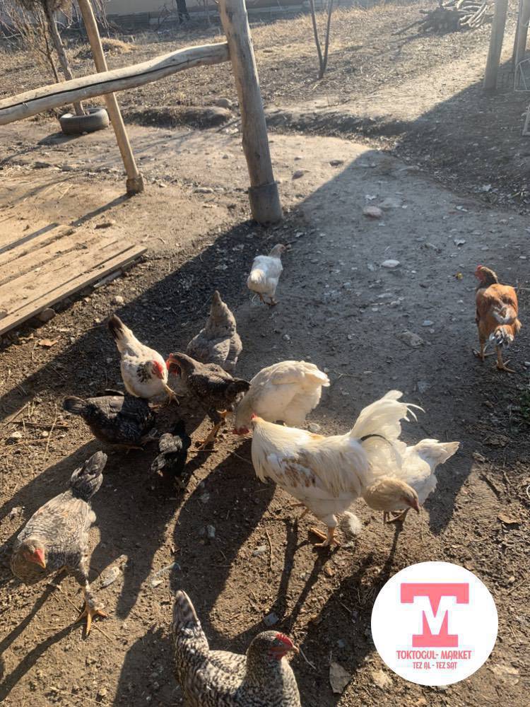 Ушул тооктор сатылат баары