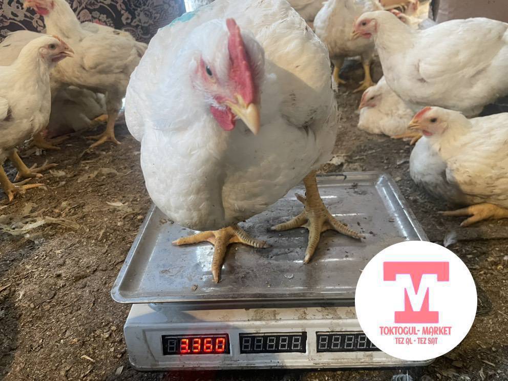 Токтогулдун центринде тоок сойулуп сатылат кг350 сом таза жем менен багылган эти даамду шашлык куурдак шорпо кылса ширин болот помойка берилген эмес только жем жеген жашы 1ай 14 кундук