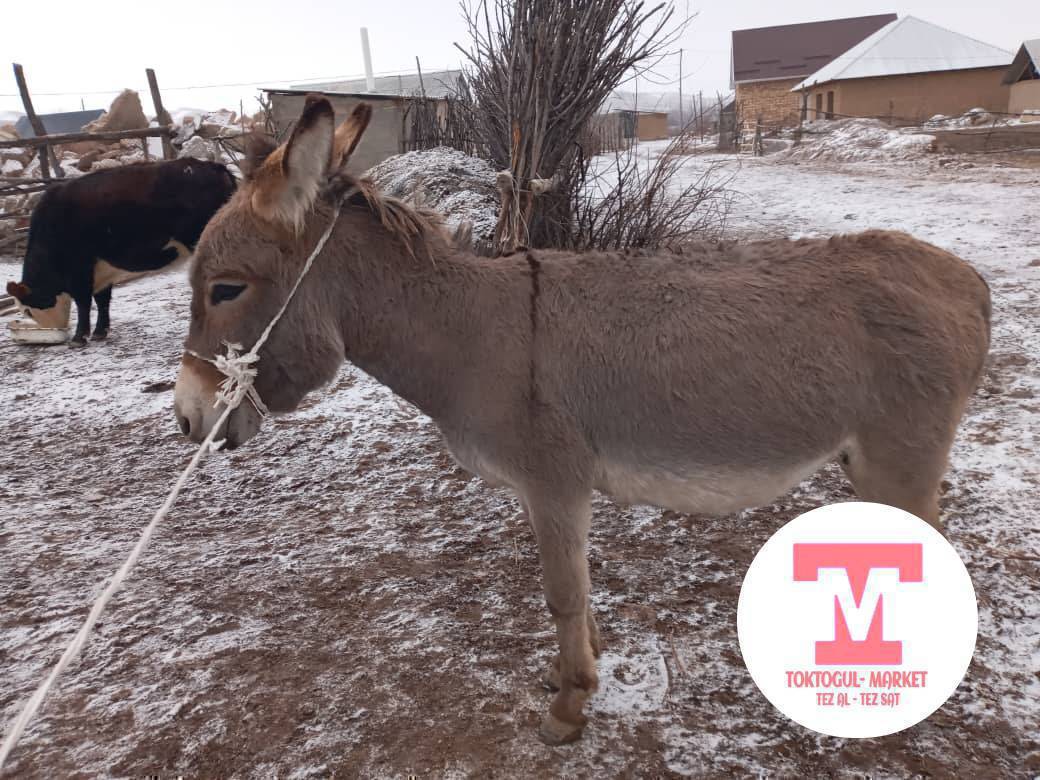 Эшек сатылат