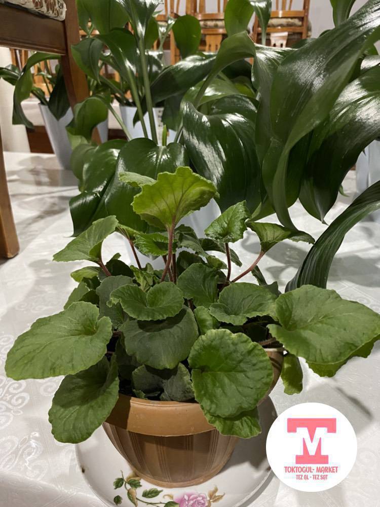 Женское счастье сатылат 
500 сомдон