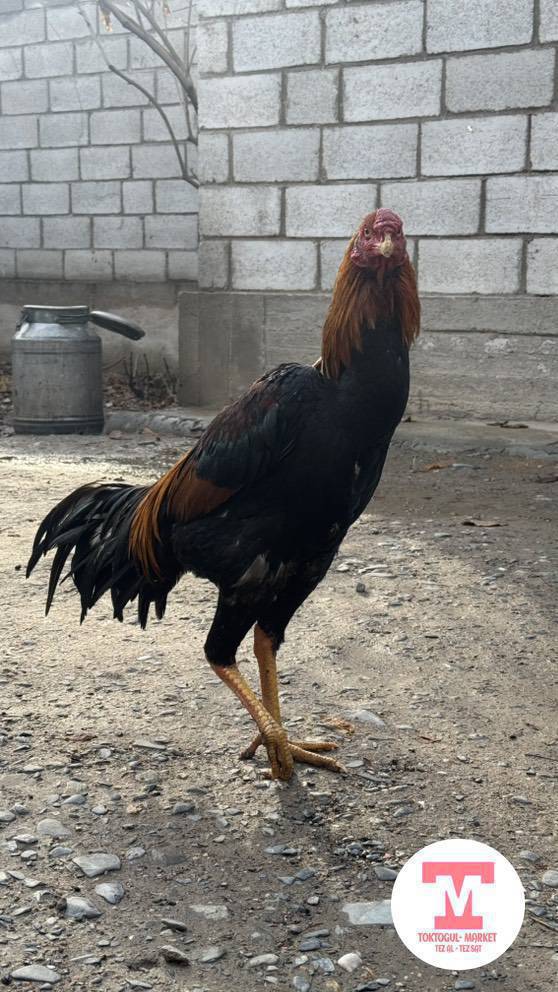 Дакен короз тоогу менен сатылат