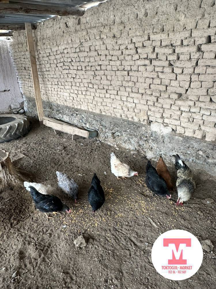 Тооктор сатылат сойсо деле болот эти жакшы баасы 600сомдон Короз 1500сом