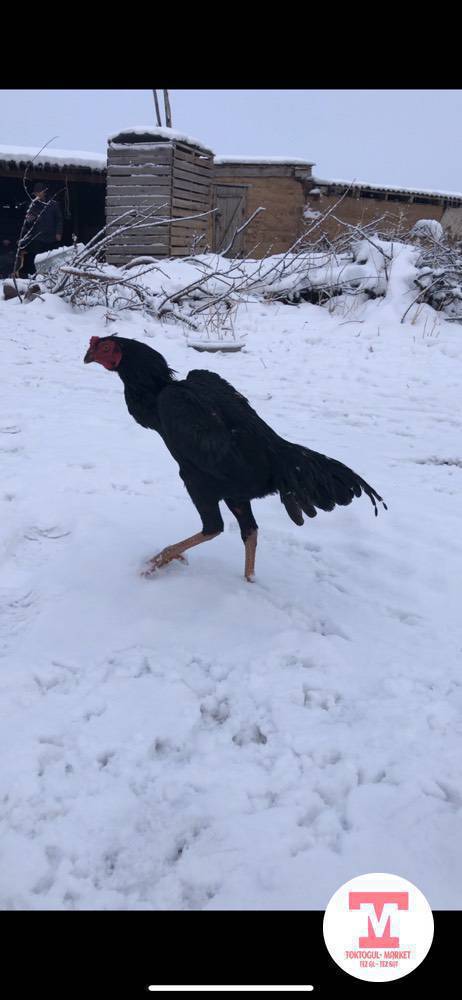 Ассаламу алейкум ушул дакен корос сатылат Апрельде чыккан толко ватсап