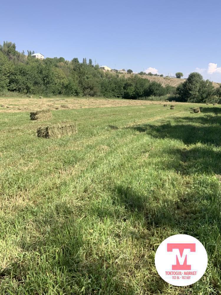 Тоо карында беде кип сатылат 140 бар келишим баада