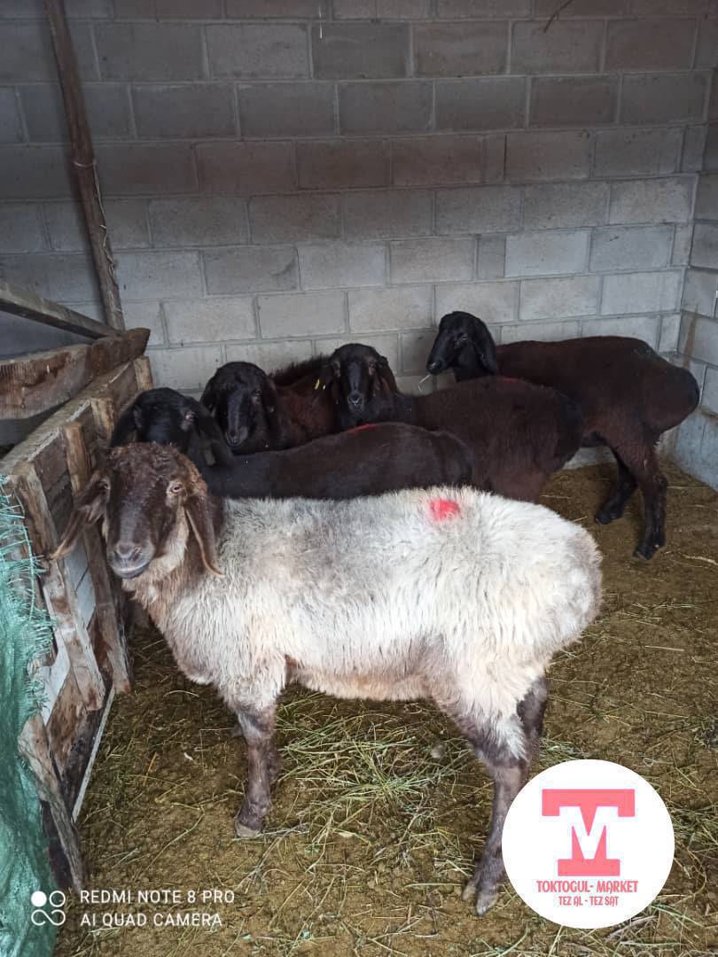 Семиз козулар бар сойушка жумде турган козулар