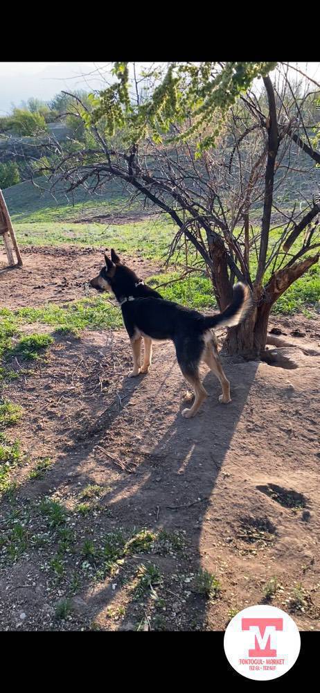 Авчарка ит сатылат Уй айдайт