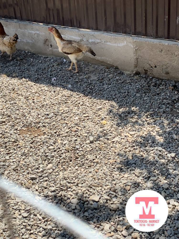 Ассаламу алейкум ушул мекиш сатылат тууп жатат