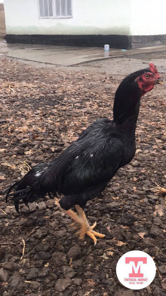 Короз сатылат базы 2500 срочно!