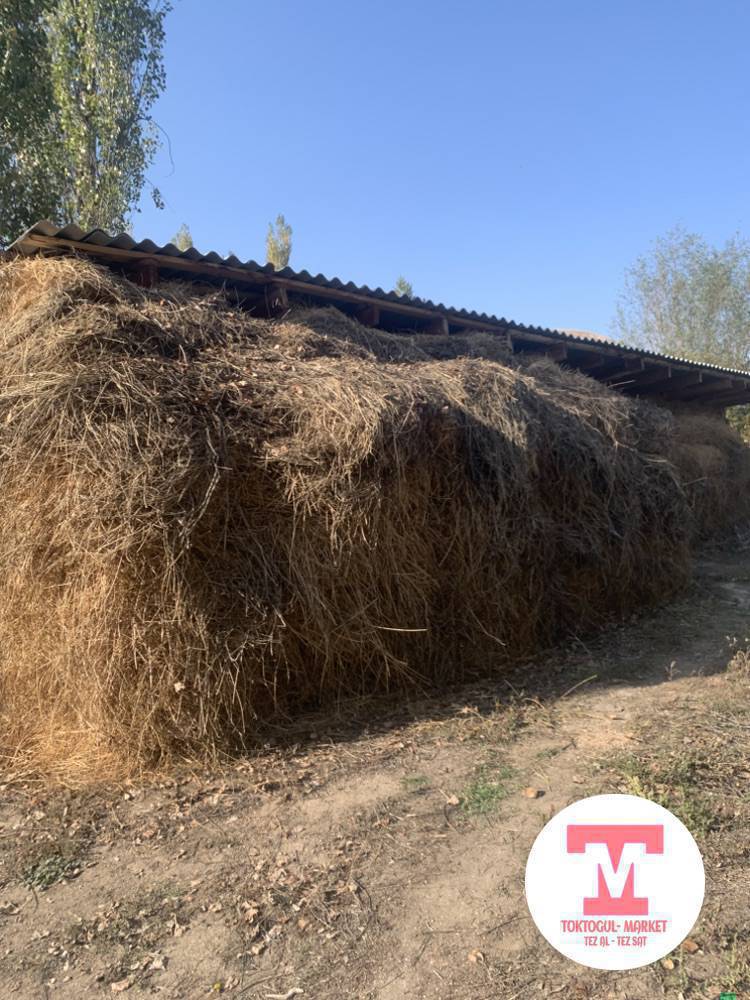 Болонгон беде сатылат 120боо