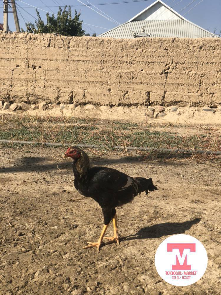 Ушул эки короз сатылыт Додо