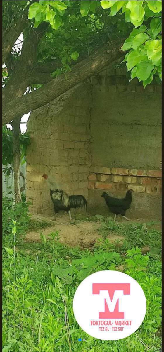 ушундай короз алам же мекишке алмашам
