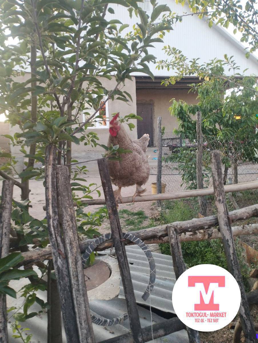 Домашний тоок сатылат.