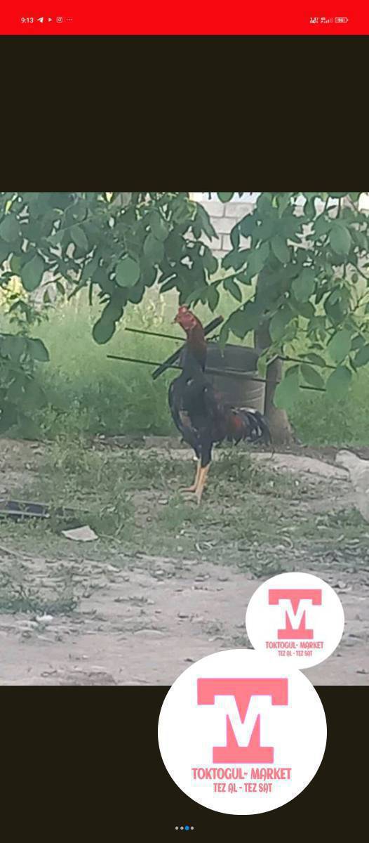 ассаламу алейкум урматтуу туугандар ушул Дакен короз сатылат жашы 1, жарым жаш