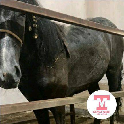 Тойлорго, кудага союлуучу семиз багылган тайлар, кунандар бар.