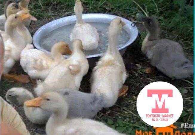 бройлерный өрдөктөр айлык болуп калды 110шт бар баарын айлганга оптом баасы ,отход тамак менен бакса болот .3айда союшка жарайт 4айда тууйт күнүгө туушат.