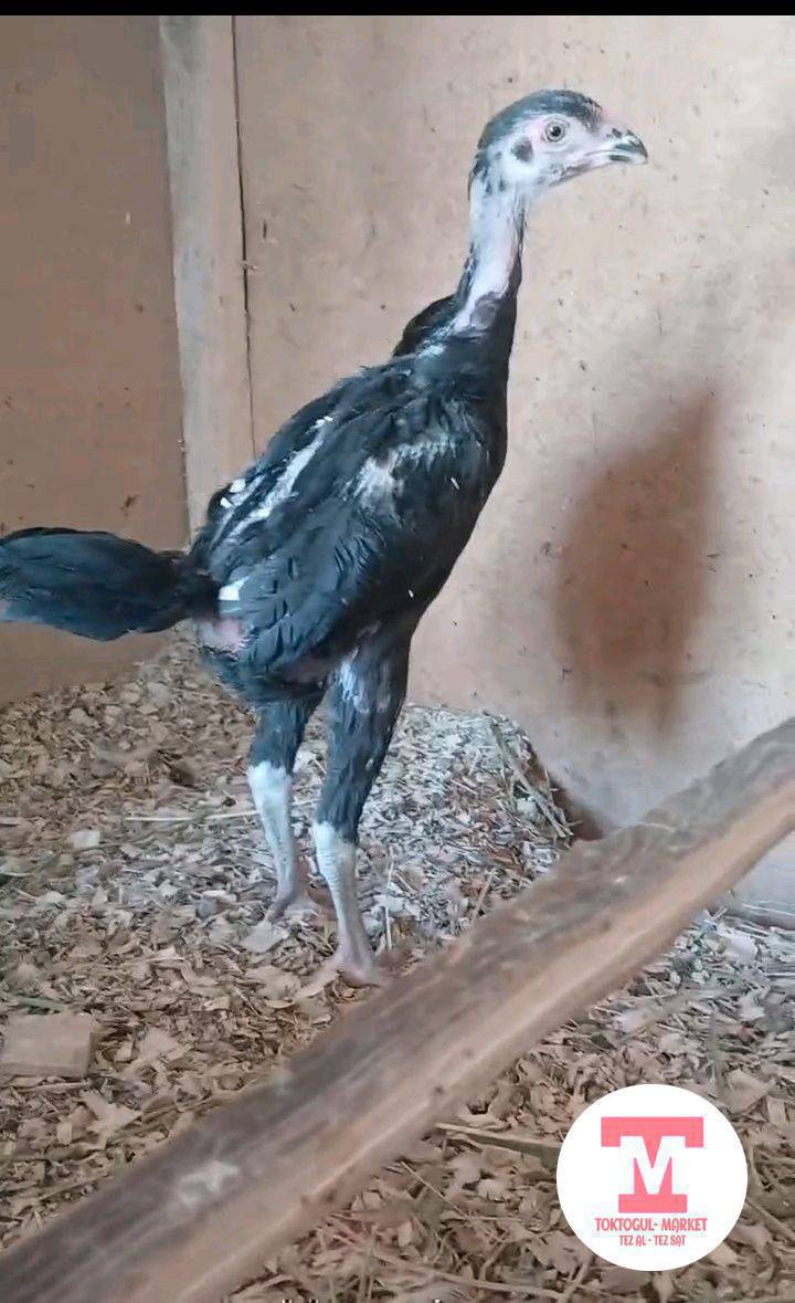 Ассалому алейкум Жамаат ушул дакен жожо короз сатылат 2,5 айлык жожо короз .1200сом Кеми бар