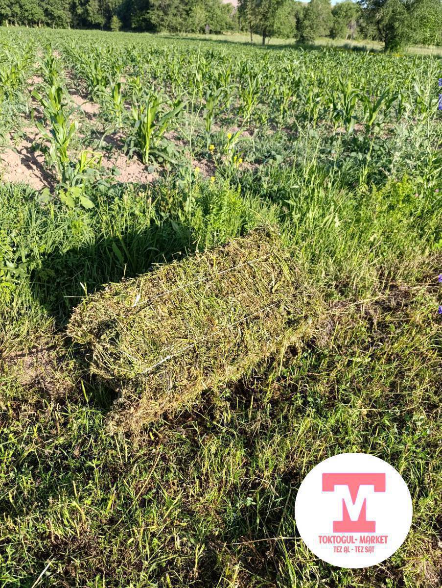 90 шт беде кип сатылат кара суу орто кашат поледен