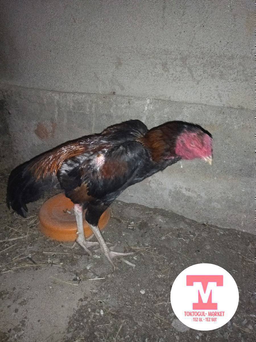 Ассаламу алейкум жамат корос сатылат тоокко алмашам жэ