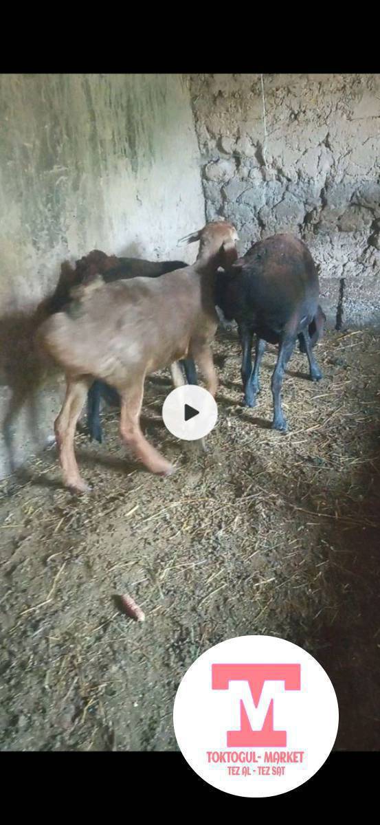 Семиз бычмал козу сатылат эки тиш Токтогулда
