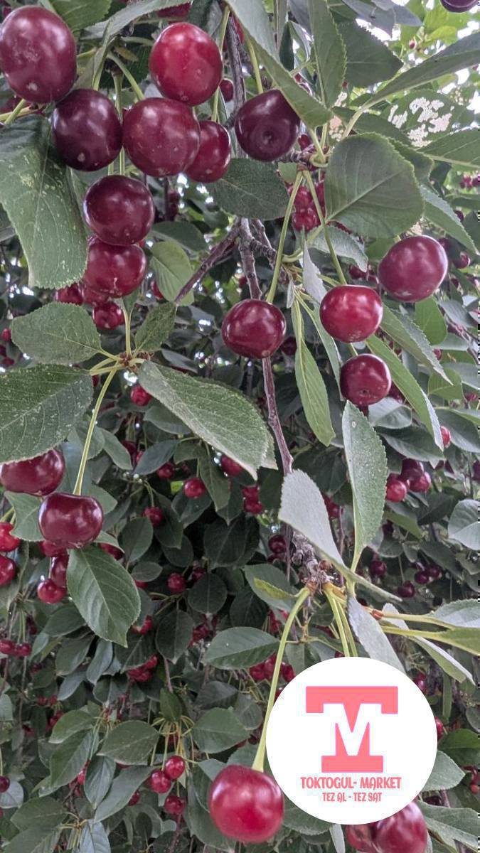 🌞 ЖАЙ КЕЛДИ – АЛЧА БЫШТЫ! 🍒

Даамдуу, жаңы үзүлгөн алча сатылууда!
Жайдын эң таттуу мөмөсүн бүгүн эле алып кетиңиз!

✅ Табигый
✅ Жаңы терилген
✅ Ширин жана ширелүү