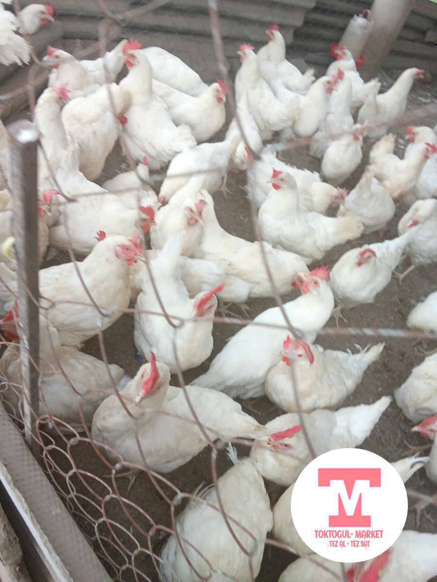 несушка тооктор сатылат