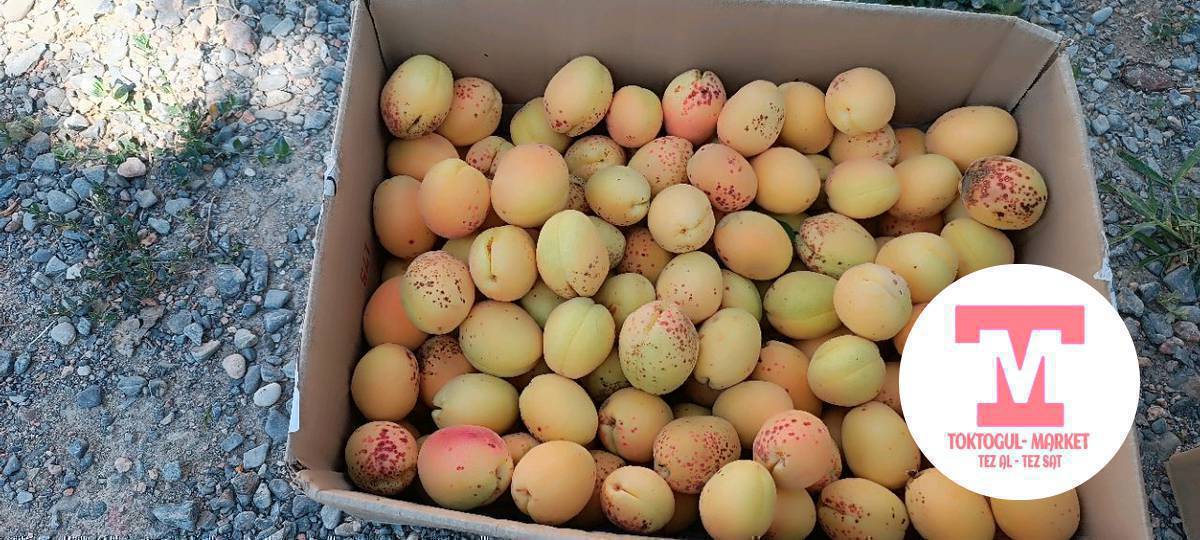 АК орук сатылат Чон чакасы 450сом жаны эле терилди 10 Чака бар