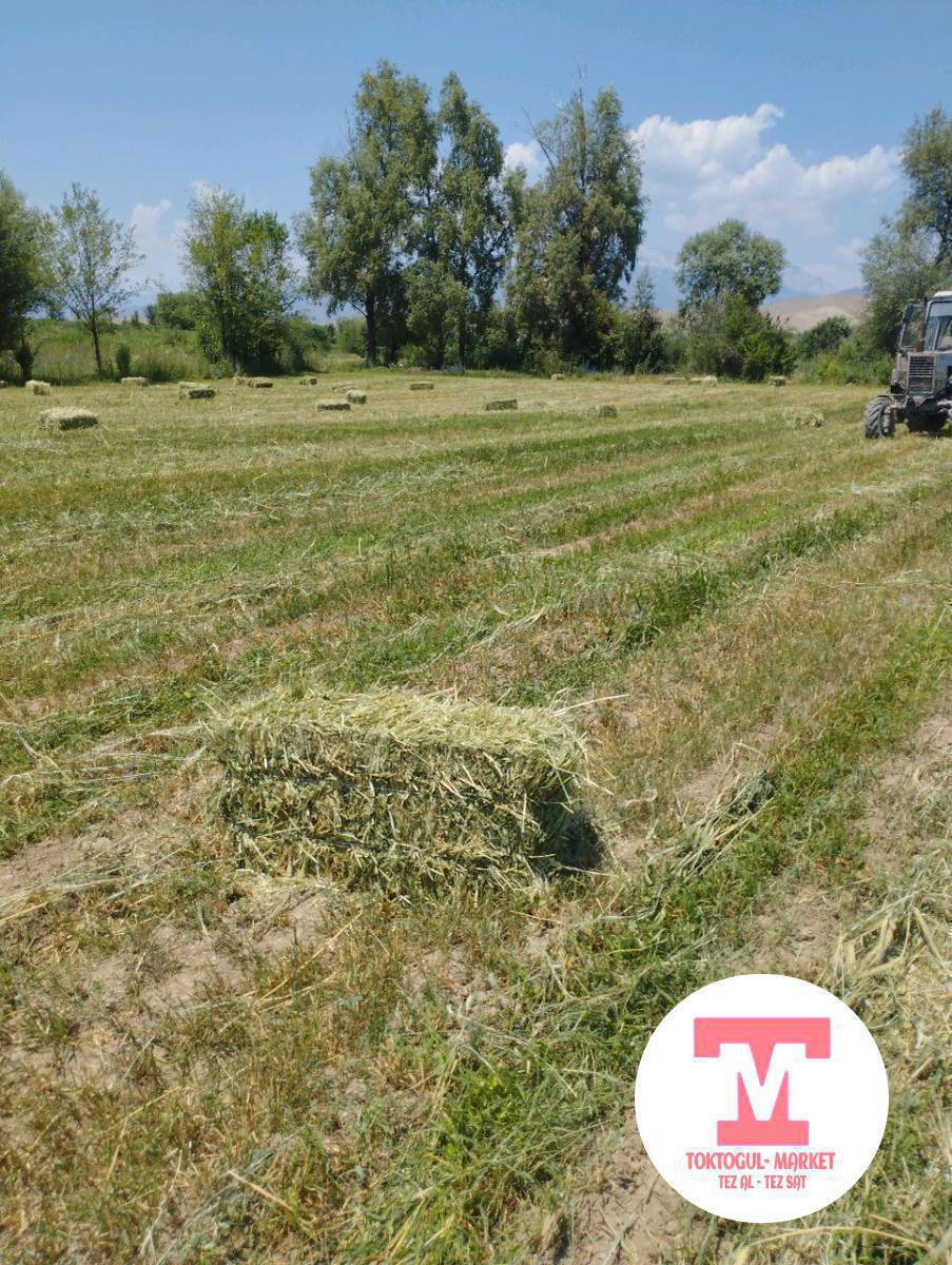 Арпа аралашкан 65 шт беде кип сатылат цетрге жакын келишим баа жаны пресстелди чон чон пресс