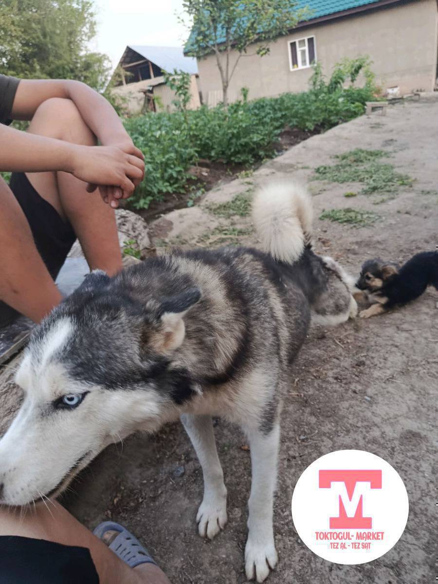 сатылат срочна тушуп берем