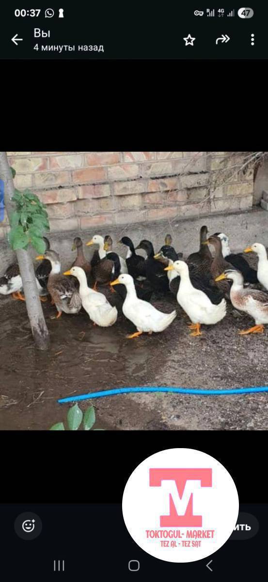 🦆Өрдөктөр сатылат!🦆
📍 Таза, ден-соолугу жакшы  өрдөктөр.
✅ Баары күчтүү, таза кармалган, жакшы багылган.
✅ Көбөйтүү үчүн же тамакка ылайыктуу, эти жумшак жана даамдуу. 

💰 Баасы 350 сом
🚗 таксиден салып жиберебиз.