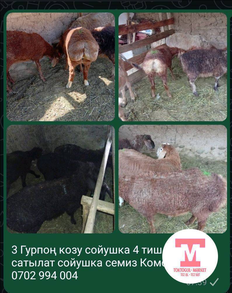 сойушка козулар сатылат 1 кой бар сойушка 4 тиш