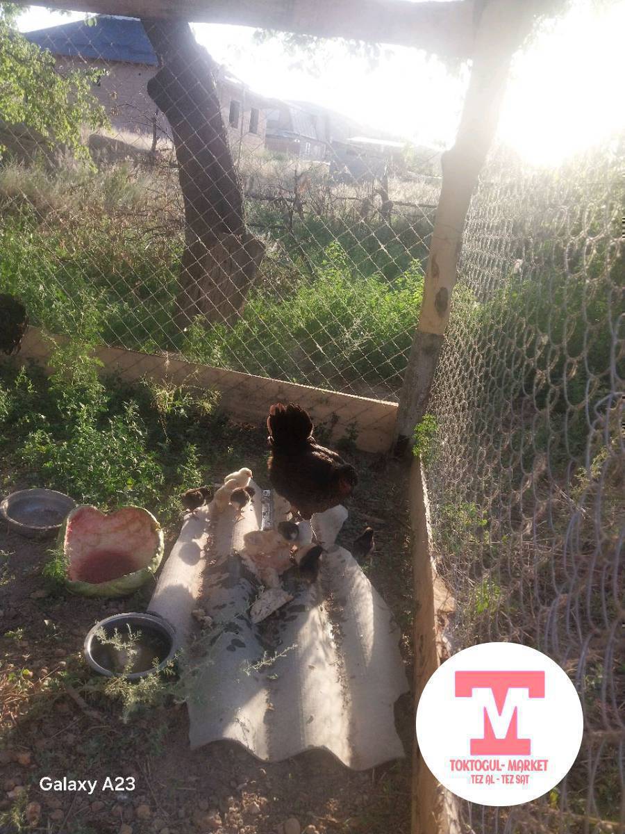 жожолу тоок сатылат