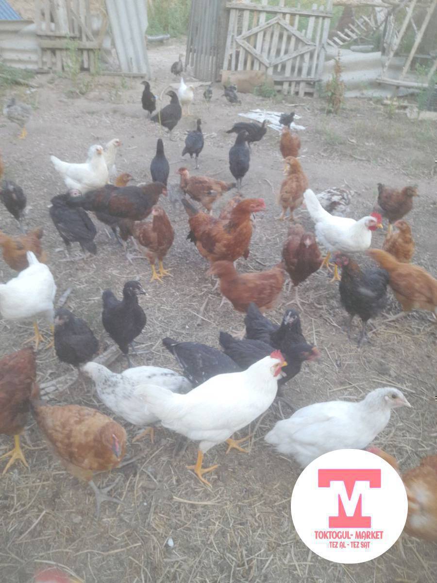 төрт айлык жөжөлөр сатылат.
союшка семиз индук сатылат.
