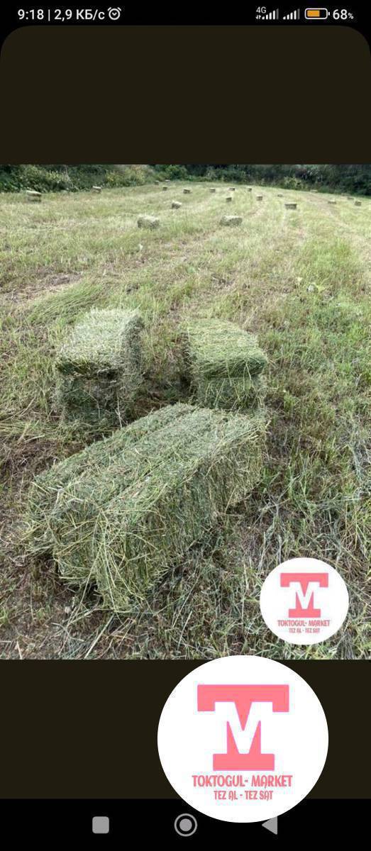 Беде пресс алам таза чобу жок