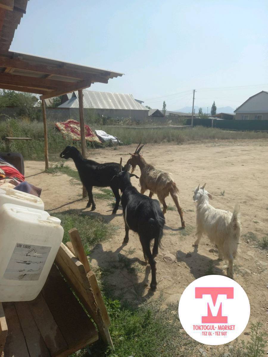 Сойушка ечкилер бар баасы Чон кичинесине жараша