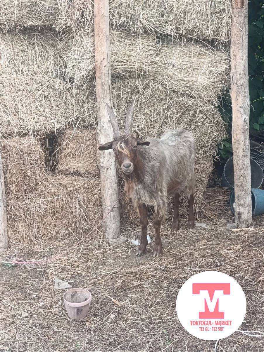 Салам алейкум сатылат ушул союшка жакшы ушул номерге чала бериниздер