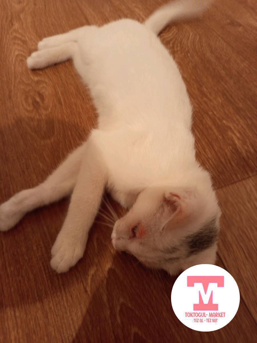 сатылат срочно акжандо 🐈🐱