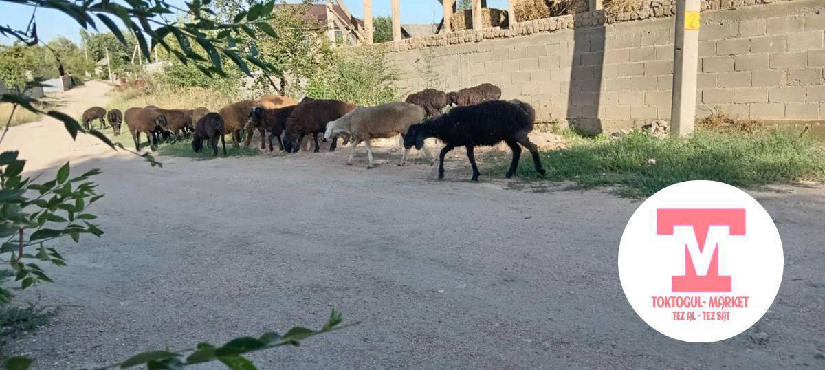 курпон козулар сатылат