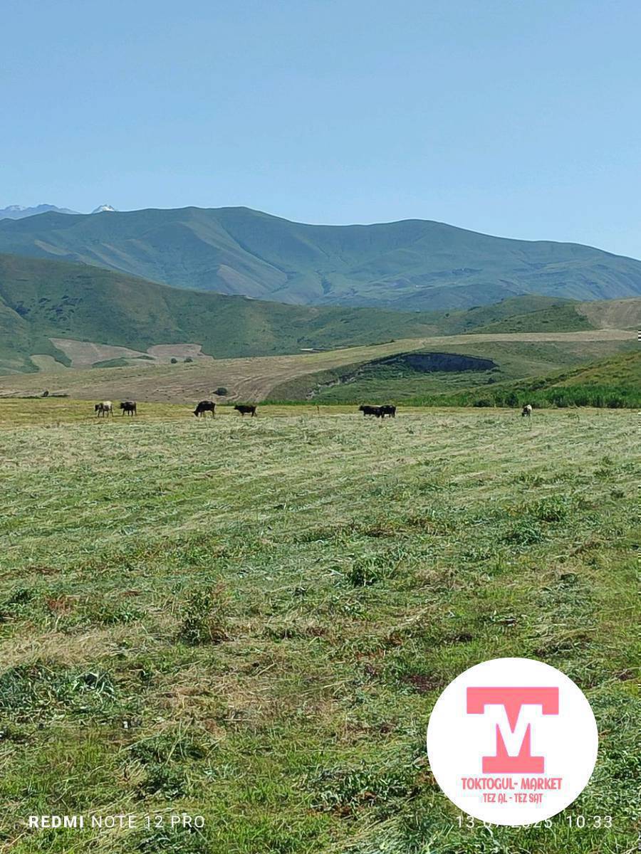 чоң дөбөдөн тоо чөп прец сатылат прец чоң 160сомдон